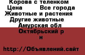 Корова с теленком › Цена ­ 69 - Все города Животные и растения » Другие животные   . Амурская обл.,Октябрьский р-н